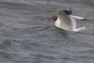 Black-headed gull (Chroicocephalus ridibundus) in summer plumage, swimming with a small fish in its