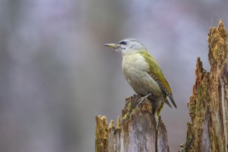 Grey-headed Woodpecker (Picus canus) wbl Germany