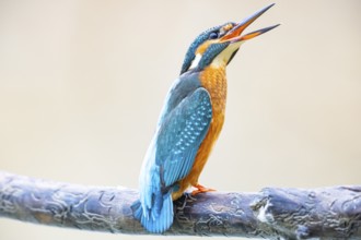 Kingfisher (Alcedo atthis) Germany