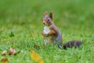 Eurasian squirrel (Sciurus vulgaris), sitting upright in the grass and looking around attentively,