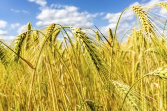 Grain field, in front of harvest, barley, near Bottrop-Kirchhellen, North Rhine-Westphalia,