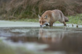In the swamp... Red fox (Vulpes vulpes) crosses a marshy stream, runs through water, hunts, is on