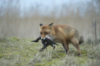 Red fox (Vulpes vulpes), fox with prey in catch, has captured a duck, successful hunter, native