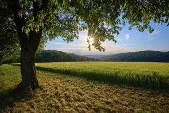 A cherry tree in the foreground and a sunny sky over a green meadow, summer, Reichartshausen,