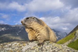 Alpine marmot (Marmota marmota) in autumn, Grossglockner, High Tauern National Park, Austria,