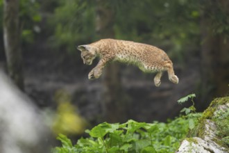 Eurasian lynx (Lynx lynx) youngster jumping in the air, Bavaria, Germany, Europe