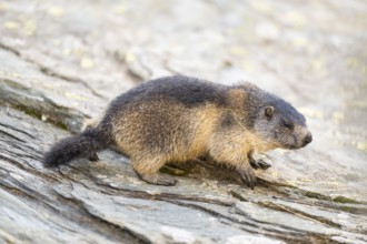 Alpine marmot (Marmota marmota) youngster in autumn, Grossglockner, High Tauern National Park,