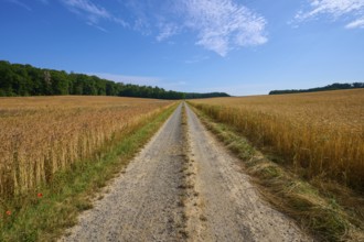 Small country lane between golden and green forest on a clear summer day, summer, Retzstadt, Main