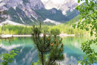 A conifer in the foreground with a green mountain lake and majestic mountains in the background,