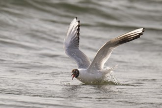 Black-headed gull (Chroicocephalus ridibundus) in summer plumage, flying above the sea surface,