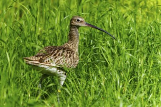 A bird with a long beak stands in the green grass, curlew, (genus Numenius), France, Europe