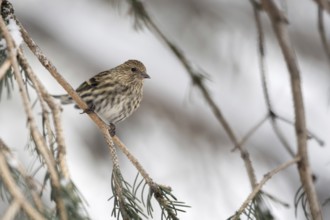 Small but beautiful... Pine siskin (Spinus pinus) in the branches of a coniferous tree,