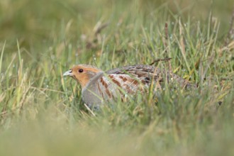 In the meadow... Grey partridge (Perdix perdix) huddles on the ground, seeks shelter, fieldfare