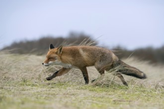 Red fox (Vulpes vulpes) hunting in open grassland, running over a small hill, seems attentively