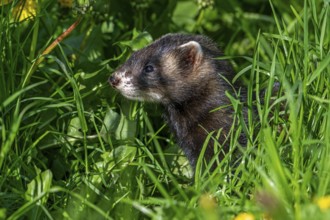 European polecat (Mustela putorius) on the hunt, looking for prey in meadow, pasture with