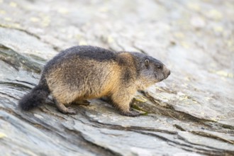 Alpine marmot (Marmota marmota) youngster in autumn, Grossglockner, High Tauern National Park,