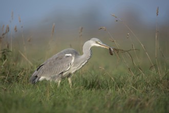 Catching mice... Grey heron (Ardea cinerea) after successfully catching prey with a mouse in its