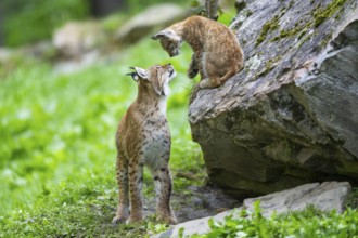 Eurasian lynx (Lynx lynx) mother with her youngster, Austria, Europe