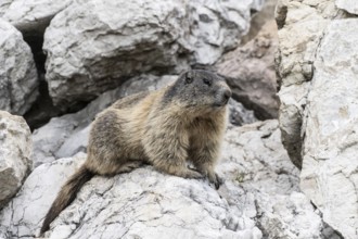 Marmot (Marmota marmota), Monte Baldo, Italy, Europe