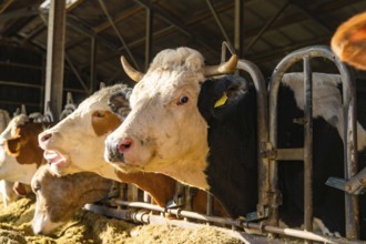 Cows stand behind the gate in a shady stable area