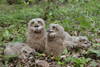 4 breeches... European eagle owls (Bubo bubo), nestlings, young, not fledged owls in their feathers