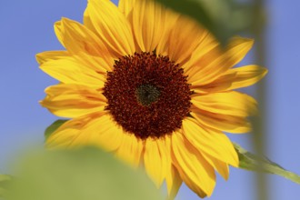 Close-up of a sunflower