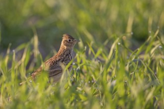 In young grain... Skylark (Alauda arvensis), well-known native songbird, typical character bird of