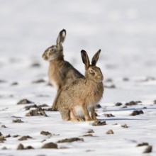 Winter hares... European hare (Lepus europaeus), two hares on a snowy field, funny facial