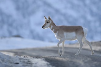 Encounter in the late evening... Pronghorn (Antilocapra americana) crossing a road in winter in the