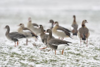 White-fronted goose (Anser albifrons), associated with Nile geese (Alopochen aegyptiacus) in winter