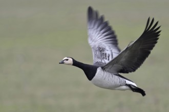 In flight... Barnacle goose (Branta leucopsis), arctic wild goose, goose, flying, flying over green