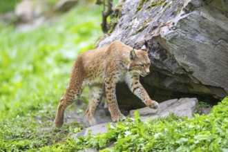 Eurasian lynx (Lynx lynx) under a huge rock, Austria, Europe