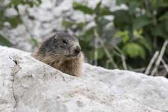 Marmot (Marmota marmota), Monte Baldo, Italy, Europe