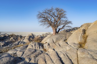 African baobab or baobab tree (Adansonia digitata), several trees overlooking the salt pan in the