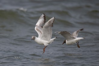 Black-headed gull (Chroicocephalus ridibundus) in summer plumage, flying above the sea surface,