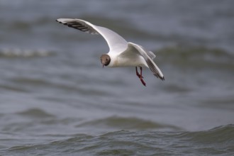 Black-headed gull (Chroicocephalus ridibundus) in summer plumage, flying above the water surface,