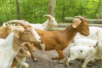 Close-up of several goats in the forest with brown and white fur patterns, Gechingen forest