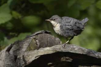White-throated Dipper (Cinclus cinclus), fledgling, highly specialised bird species, lives in clean