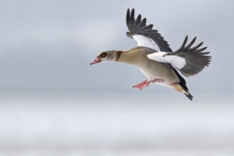 On the approach... Egyptian goose (Alopochen aegyptiacus) in winter, flying wild goose preparing to