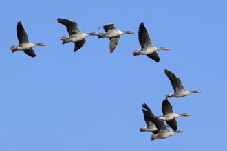Greylag geese, graylag goose (Anser anser) flock flying against blue sky during migration in spring