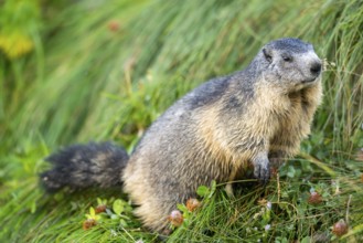 Alpine marmot (Marmota marmota) in autumn, Grossglockner, High Tauern National Park, Austria,
