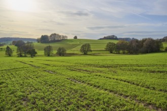 Wide green landscape with trees and hills under a cloudy sky, Winterkasten, Lindenfels, Bergstrasse