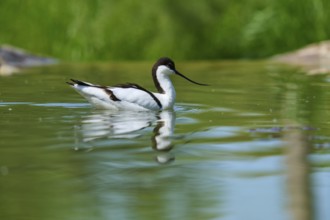 Avocet (Recurvirostra avosetta), swims in water with calm surroundings, France, Europe
