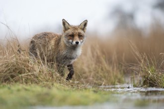 Red fox (Vulpes vulpes) at the edge of a body of water, hunting in the marshland, observing