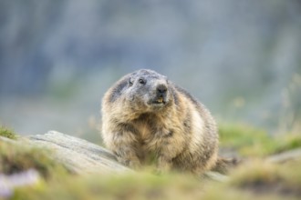 Alpine marmot (Marmota marmota) in autumn, Grossglockner, High Tauern National Park, Austria,