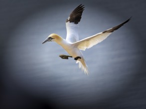 Northern gannet (Morus bassanus) on bird cliffs, approaching to land, Heligoland Island,
