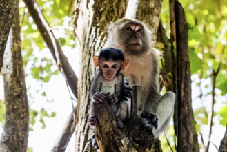 Monkeys on the beach, macaques, Ao Nang Beach, Ao Nang, Krabi, Thailand, Asia