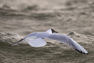 Black-headed gull (Chroicocephalus ridibundus) in summer plumage, flying above the sea surface,