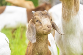 Young goat with brown fur looks curiously at the green surroundings, Gechingen forest pasture,