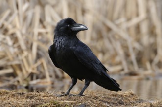Always on the lookout... Raven (Corvus corax) sits in the reeds on the ground, looks around, very